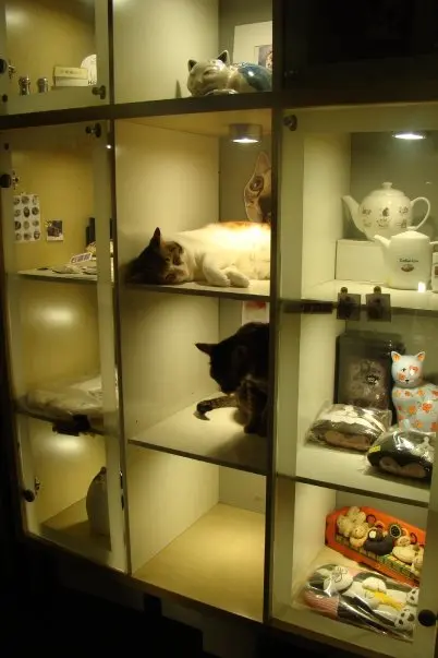 貓貓在寄賣箱訓覺