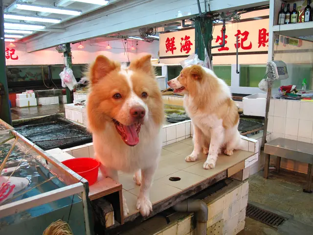 漂亮的狗狗