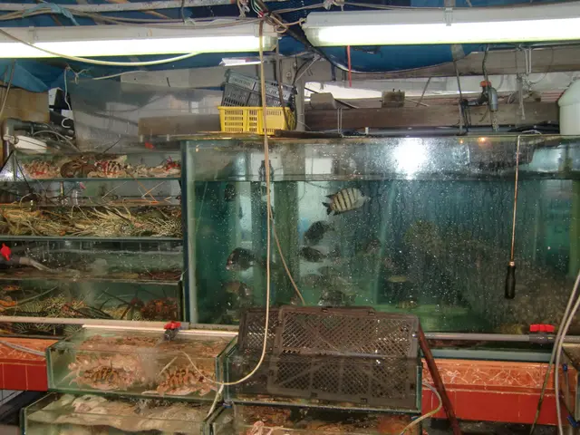 賣魚勝背後的海鮮缸