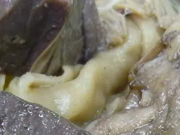 牛疆