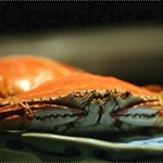 日本渡蟹