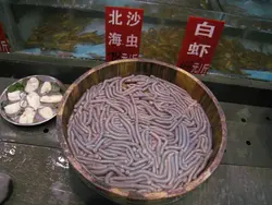 新鮮沙蟲條條蠕動中