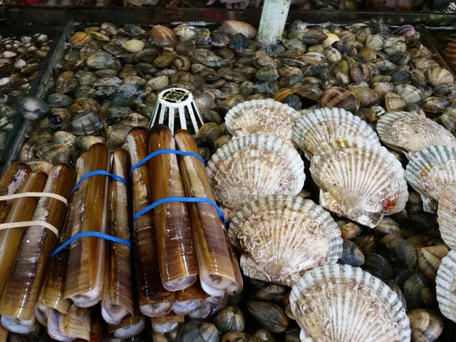 大大隻聖子，元貝，蜆