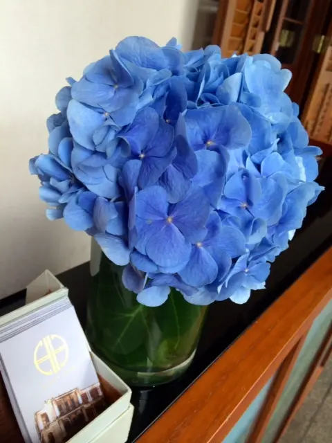 Hullett house 入口處放有一盆美麗的紫陽花