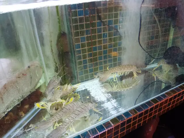 跳跳琵琶蝦甚為大隻