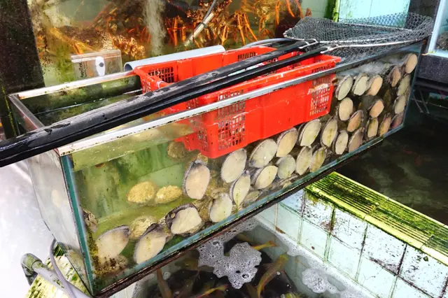 澳洲鮑魚
