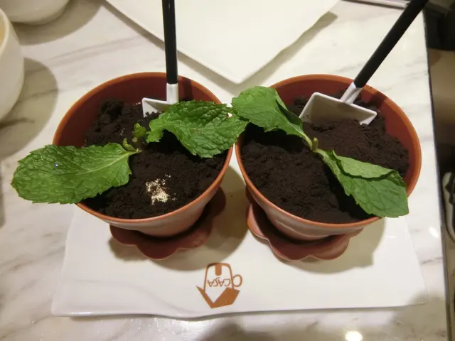 Cheese cake Tiramisu