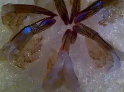 泰式生蝦刺生