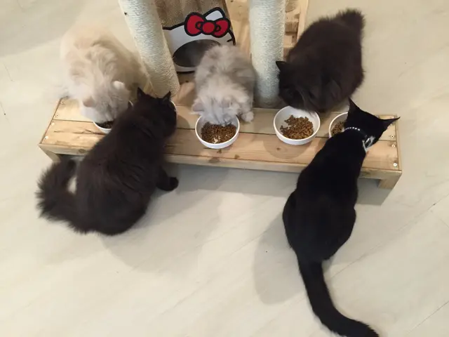 職員話貓貓開飯表演時間為每日3pm及9pm