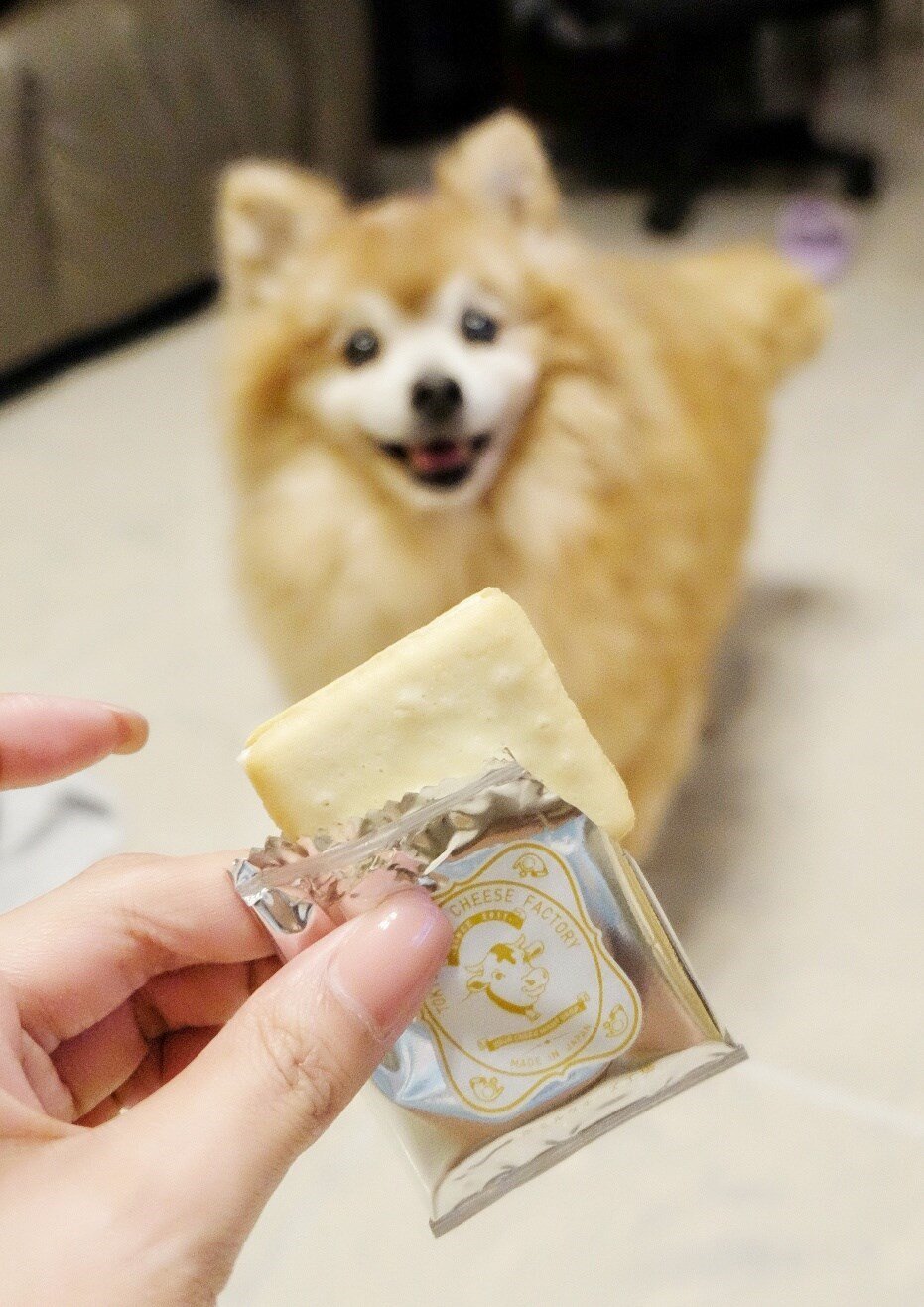 cheese狗子图片