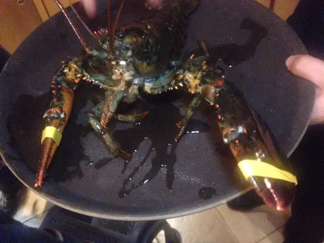 活波士頓龍蝦