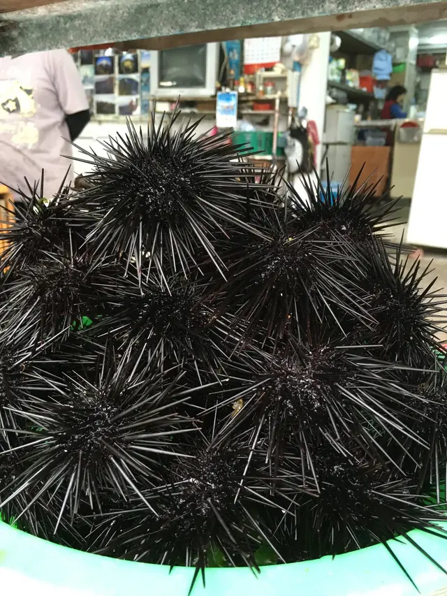 海膽真身，尖刺短而不會刺痛的