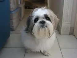 玻璃心