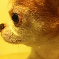迷你黑洞