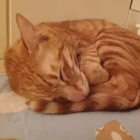 小个子