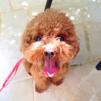 多寶獎