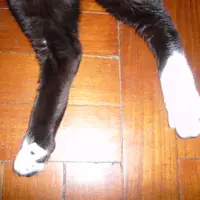 Pina小編編