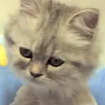 MeowMeowMeow