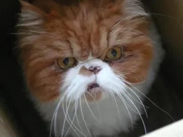 Dor Dor Cat