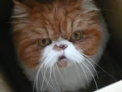 Dor Dor Cat