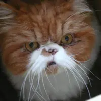 Dor Dor Cat