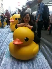 pat pat 豬