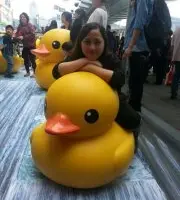 pat pat 豬