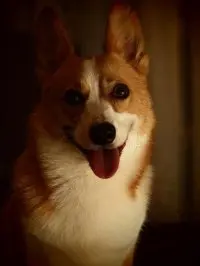 muffin0920