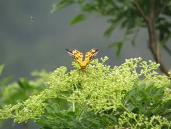飄標