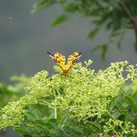 飄標