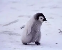PinPinPinPingu