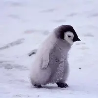 PinPinPinPingu