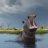 jjazi