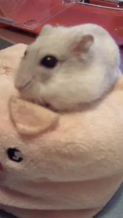 啤啤