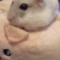 啤啤