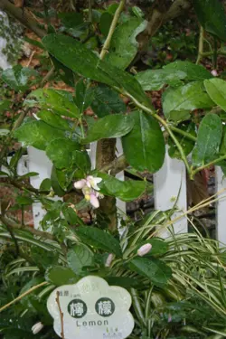 Lemontree71