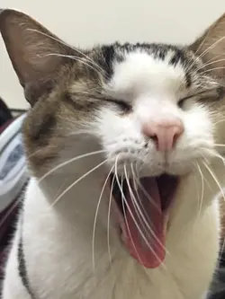 黑毛