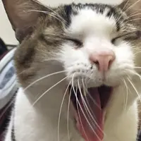 黑毛
