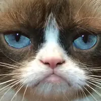 牛精叻