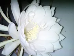 嘴挑