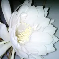 嘴挑