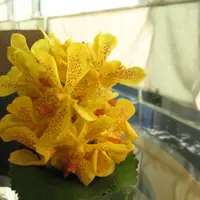 hiutungc