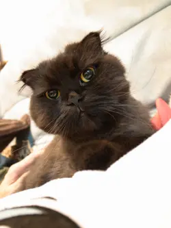 tobykwok