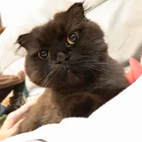 tobykwok