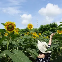 chiyaufree