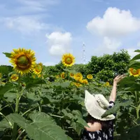 chiyaufree