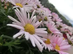 haihai