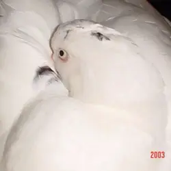 易拎ee
