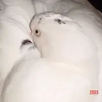 易拎ee