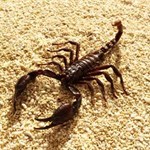 Scorpion J